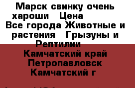 Марск свинку очень хароши › Цена ­ 2 000 - Все города Животные и растения » Грызуны и Рептилии   . Камчатский край,Петропавловск-Камчатский г.